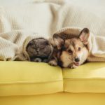 cute scottish fold cat and welsh corgi dog lying under blanket on sofa
