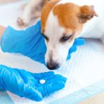 vet giving pill to jack russell terrier dog