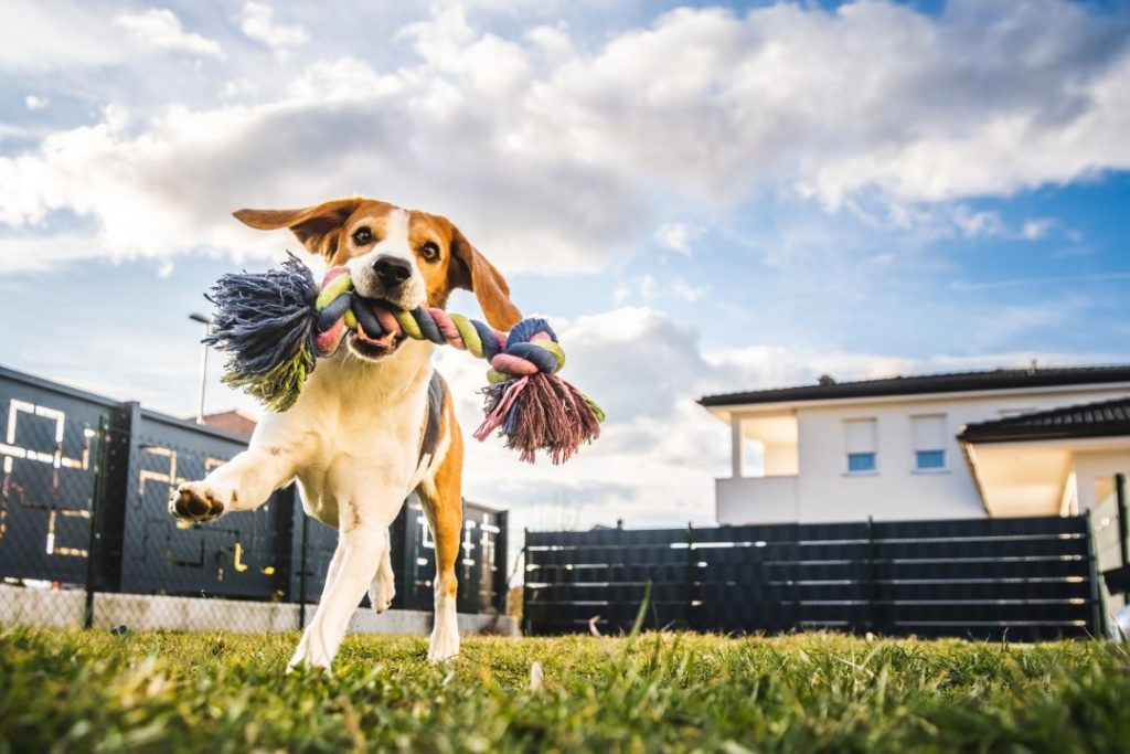 beagle jumping in the garden having fun in summer