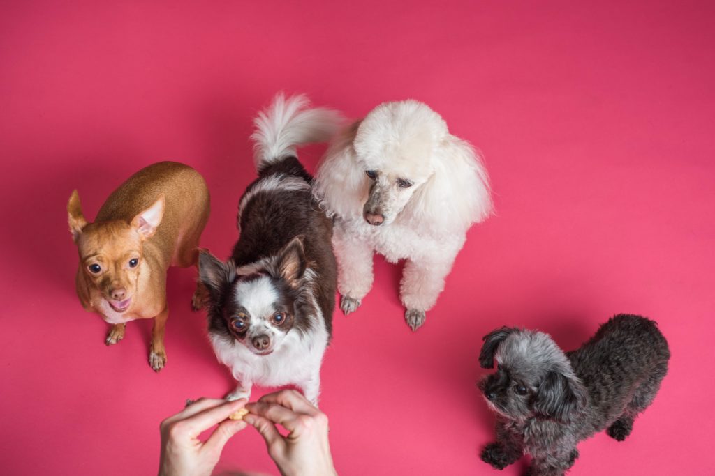 group of four small dogs looking up and waiting for treats