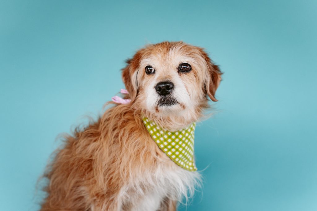 adorable yellow dog with green bandana